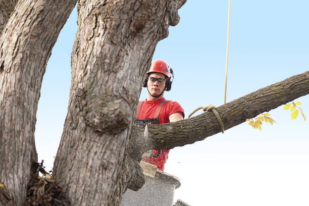 Hurley, NM Tree Removal Services Company